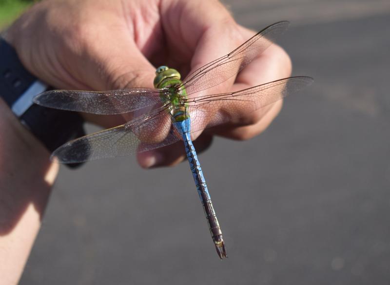 Photo of Common Green Darner