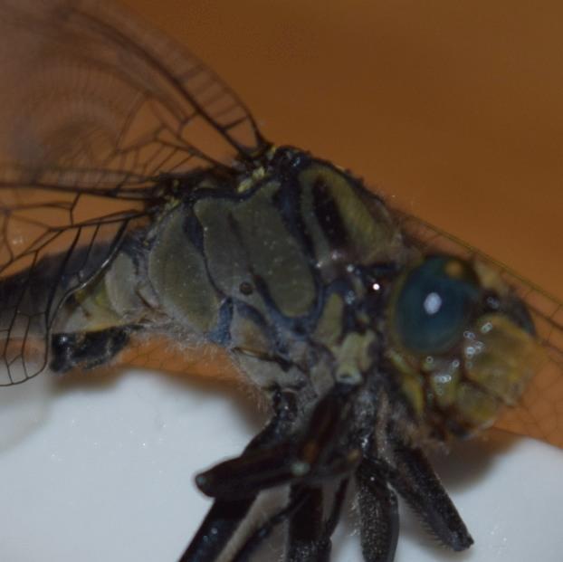 Photo of Horned Clubtail