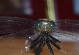 Photo of Horned Clubtail