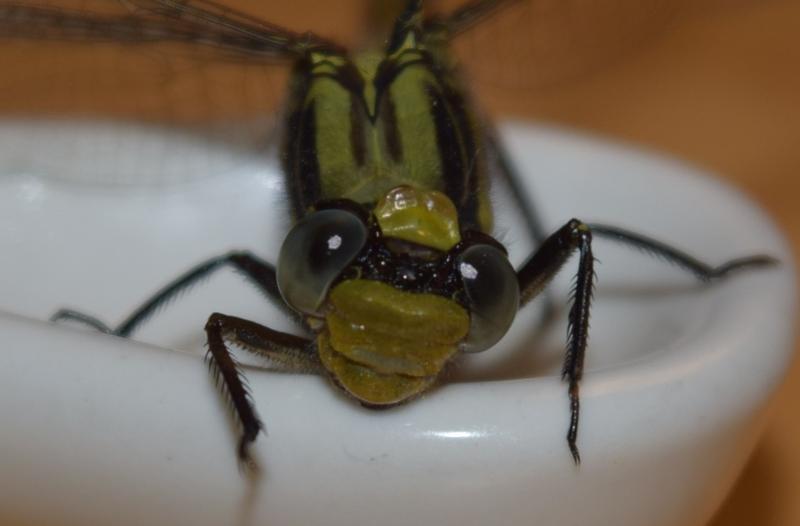 Photo of Horned Clubtail