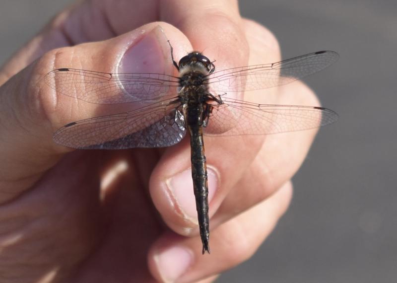 Photo of Common Baskettail