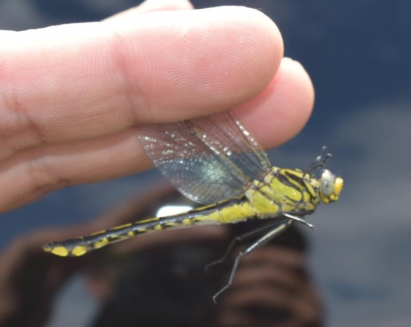 Photo of Midland Clubtail