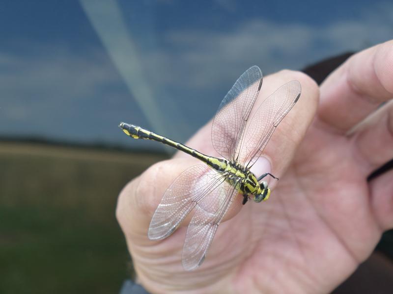 Photo of Midland Clubtail