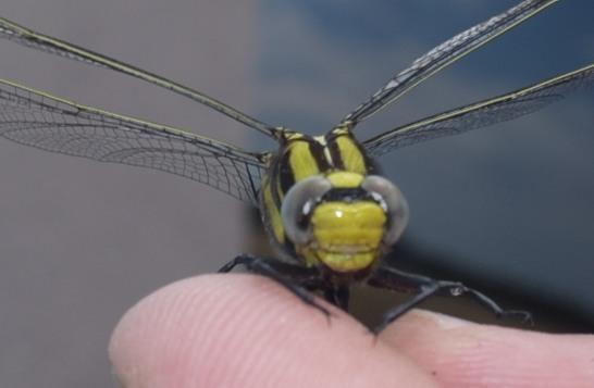 Photo of Midland Clubtail