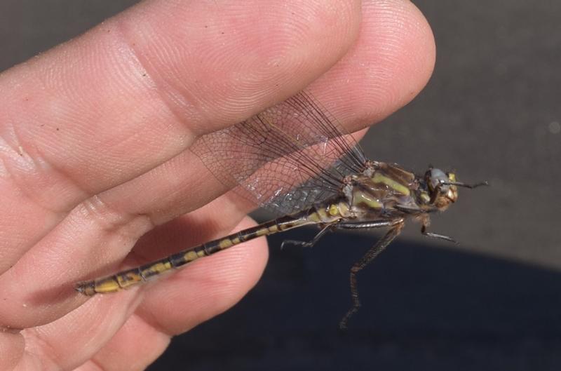 Photo of Dusky Clubtail