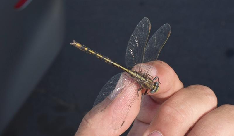 Photo of Dusky Clubtail