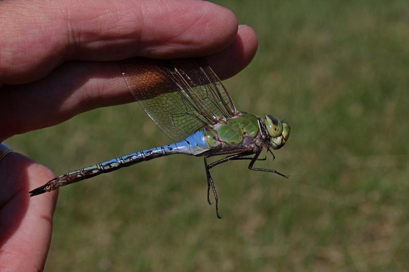 Photo of Common Green Darner