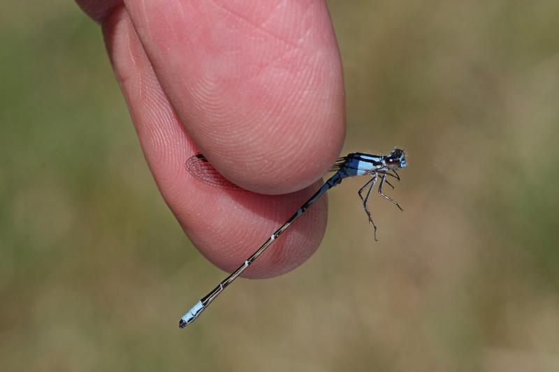 Photo of Skimming Bluet