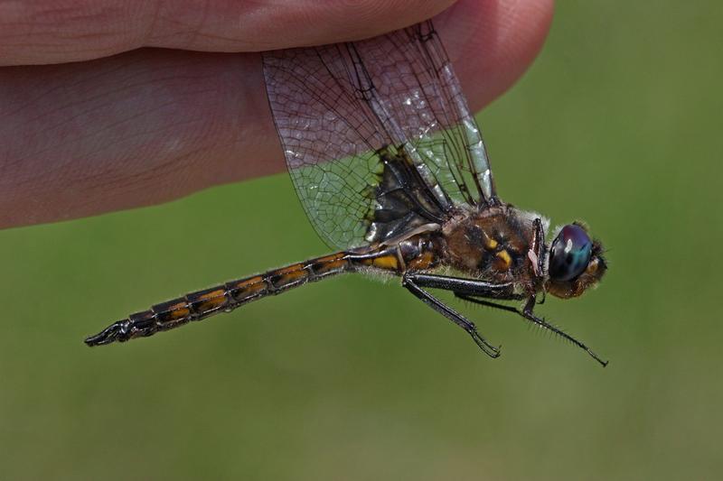 Photo of Common Baskettail