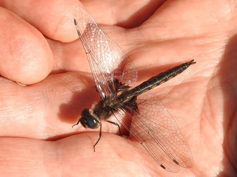 Photo of Common Baskettail