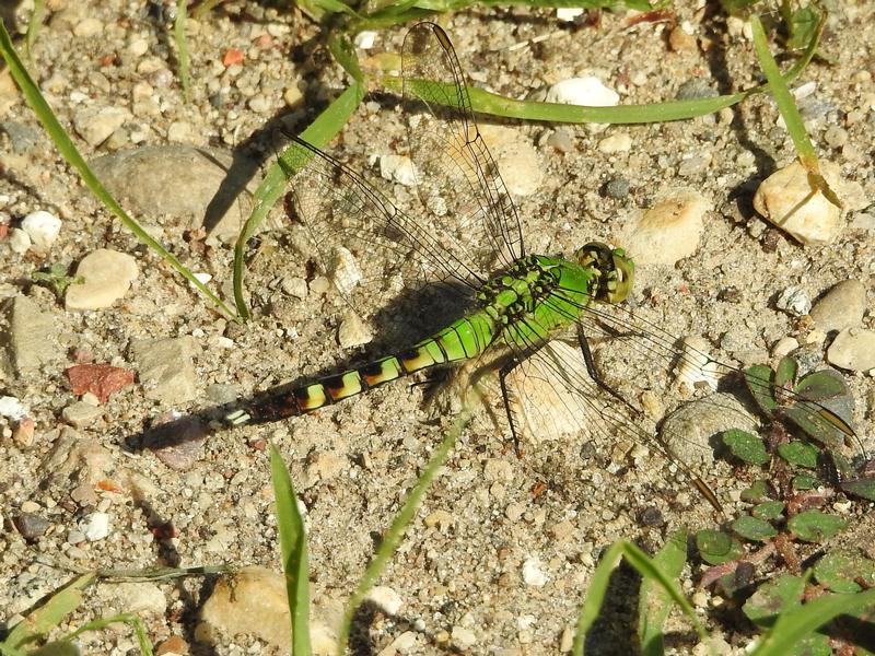 Photo of Eastern Pondhawk
