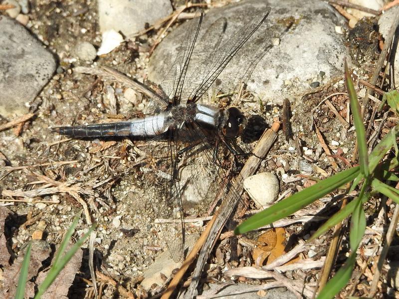 Photo of Chalk-fronted Corporal