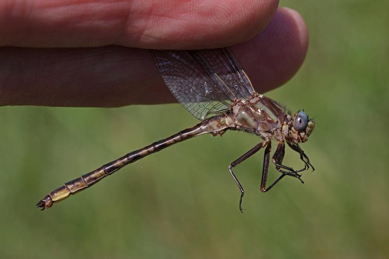 Photo of Dusky Clubtail