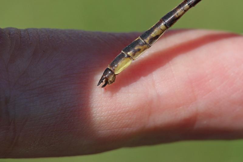 Photo of Dusky Clubtail