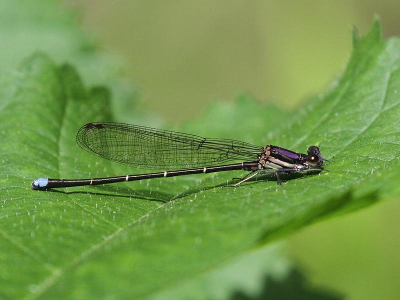 Photo of Blue-tipped Dancer