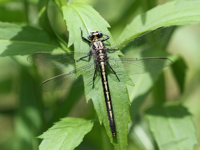 Photo of Horned Clubtail