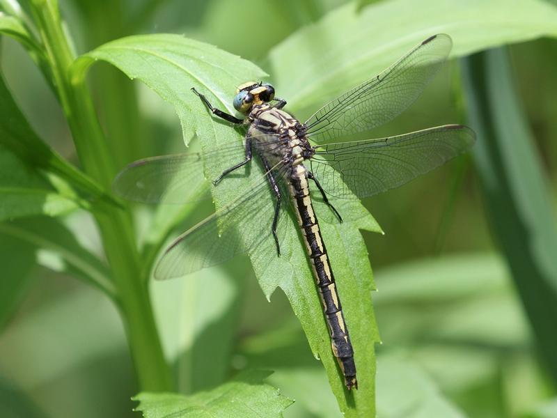 Photo of Horned Clubtail