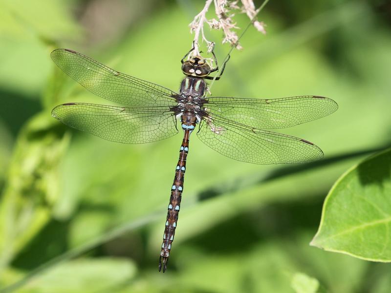 Photo of Springtime Darner