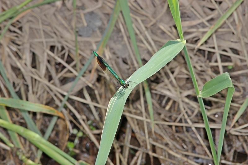 Photo of River Jewelwing