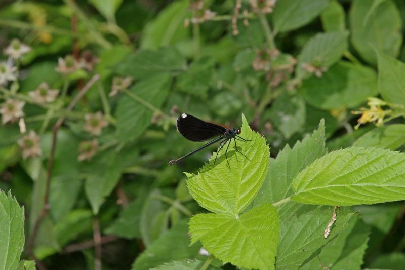 Photo of Ebony Jewelwing