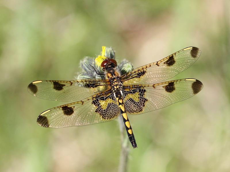 Photo of Calico Pennant