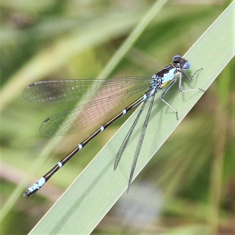 Photo of Aurora Damsel