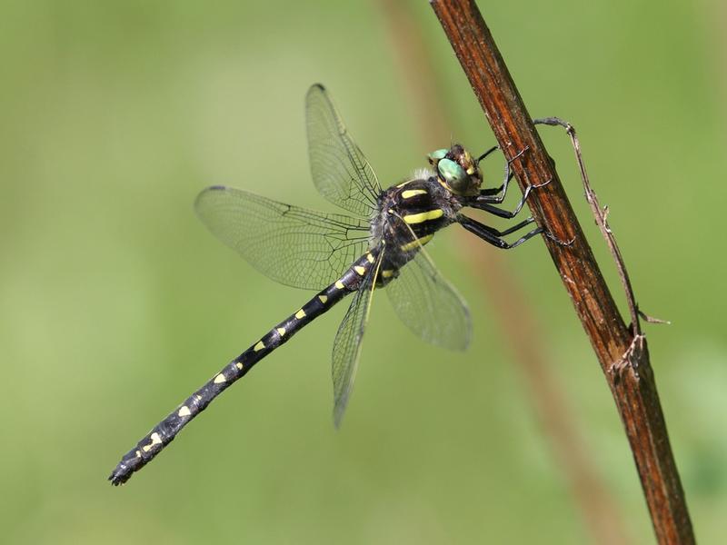 Photo of Twin-spotted Spiketail