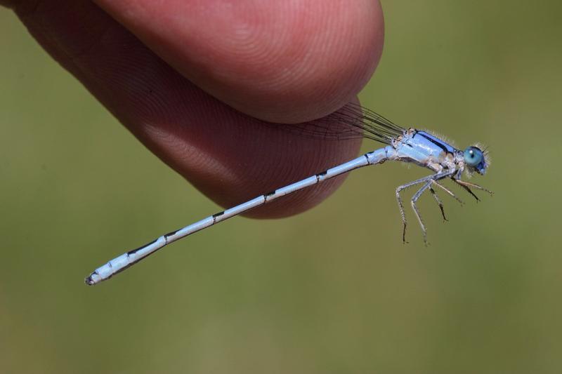 Photo of Familiar Bluet