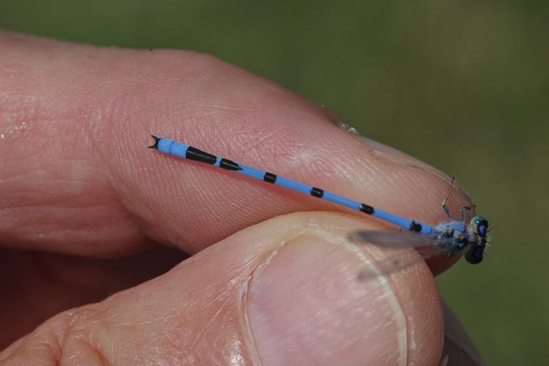 Photo of Familiar Bluet