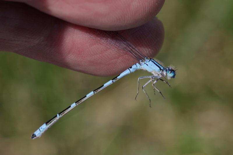 Photo of Tule Bluet