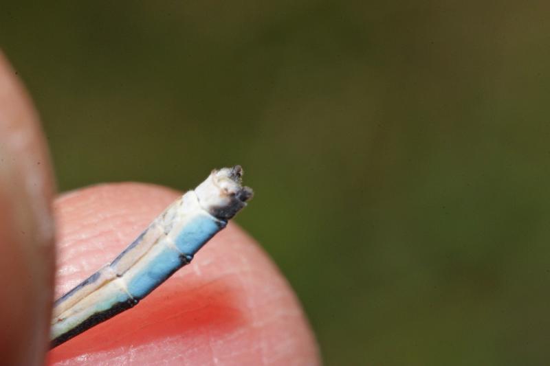 Photo of Tule Bluet