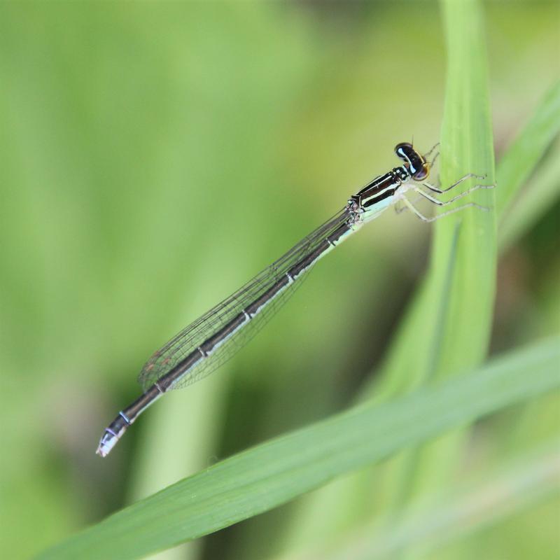 Photo of Rainbow Bluet