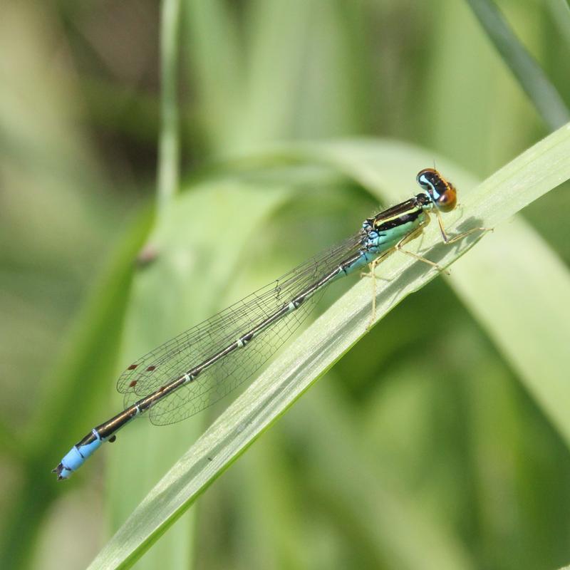 Photo of Rainbow Bluet