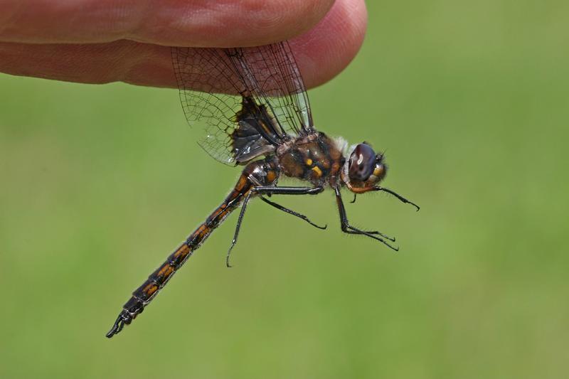 Photo of Common Baskettail