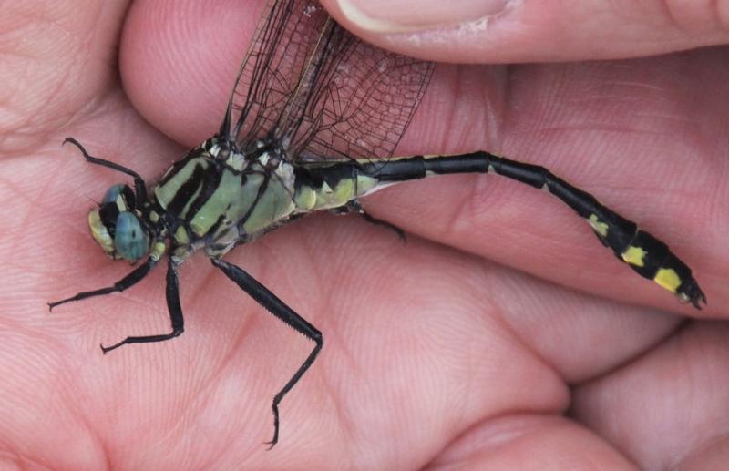 Photo of Midland Clubtail