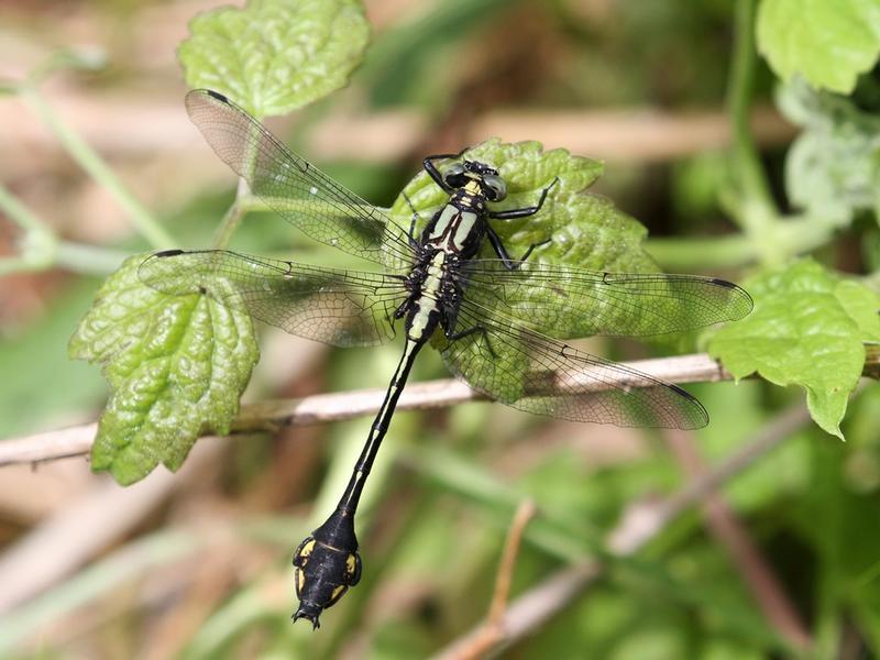 Photo of Skillet Clubtail