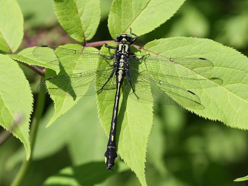 Photo of Splendid Clubtail