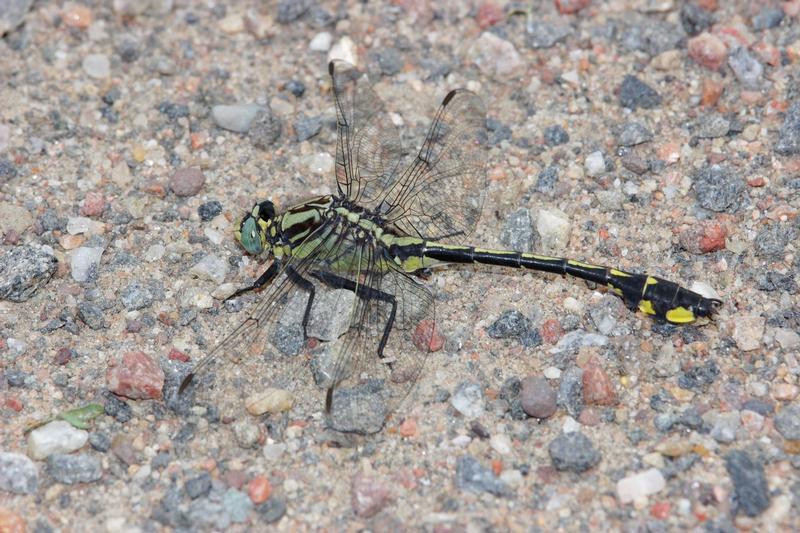 Photo of Midland Clubtail