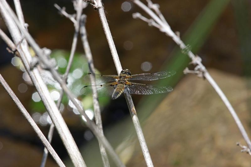 Photo of Four-spotted Skimmer