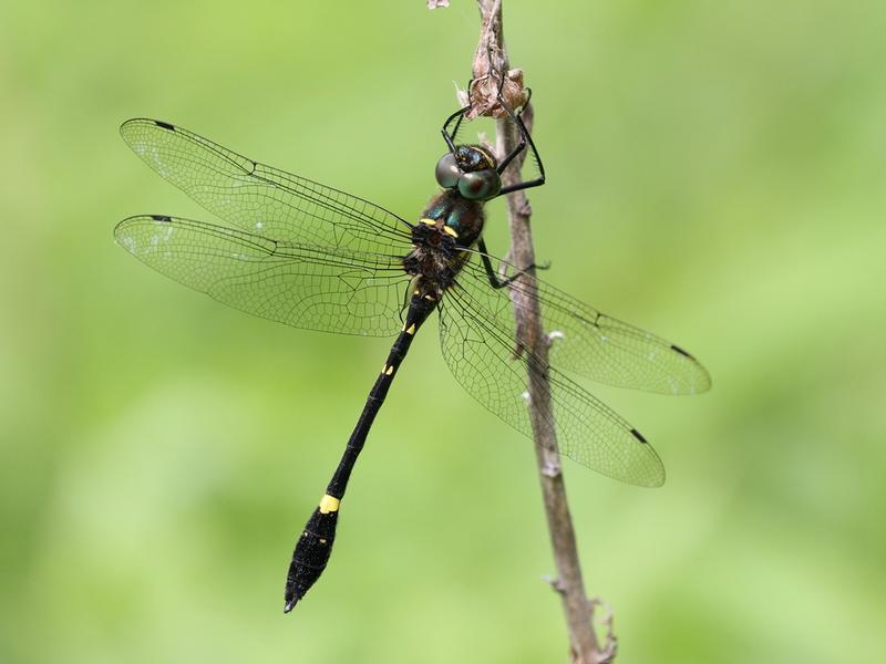 Photo of Swift River Cruiser (Illinois River Cruiser ssp.)