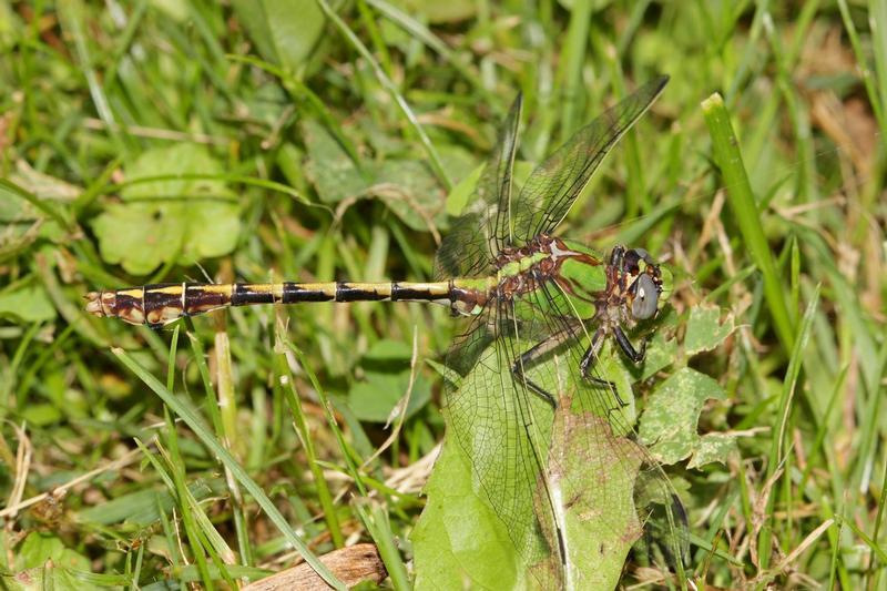 Photo of Sioux Snaketail