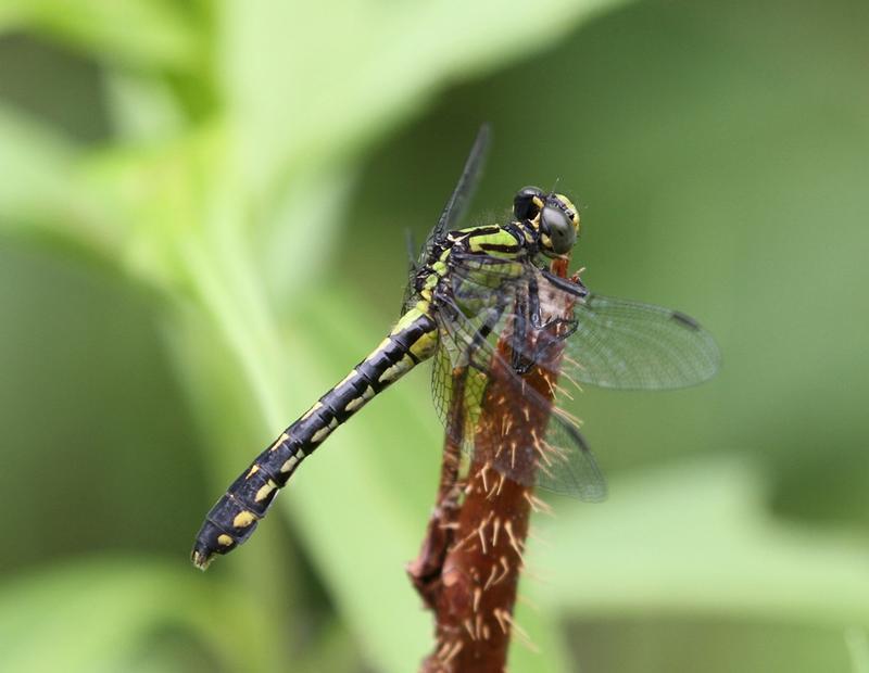 Photo of Pygmy Snaketail