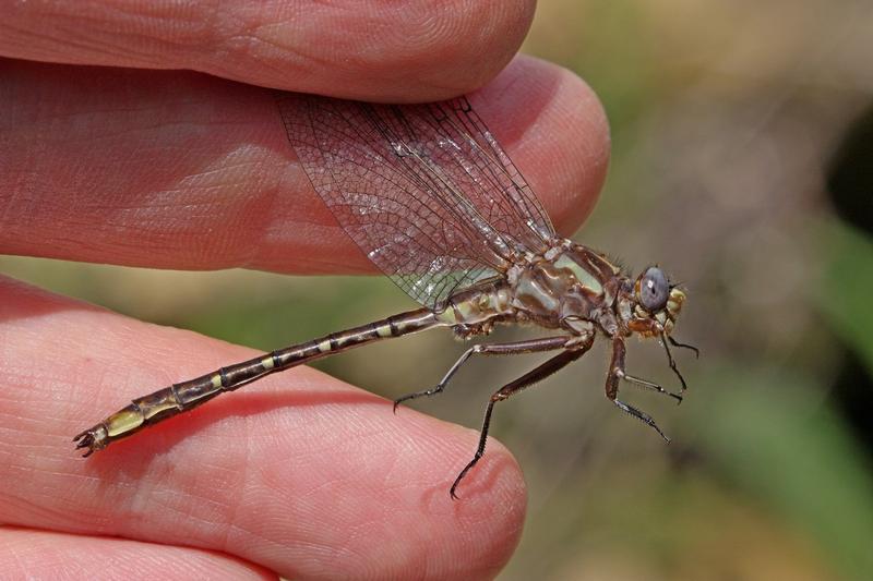 Photo of Ashy Clubtail