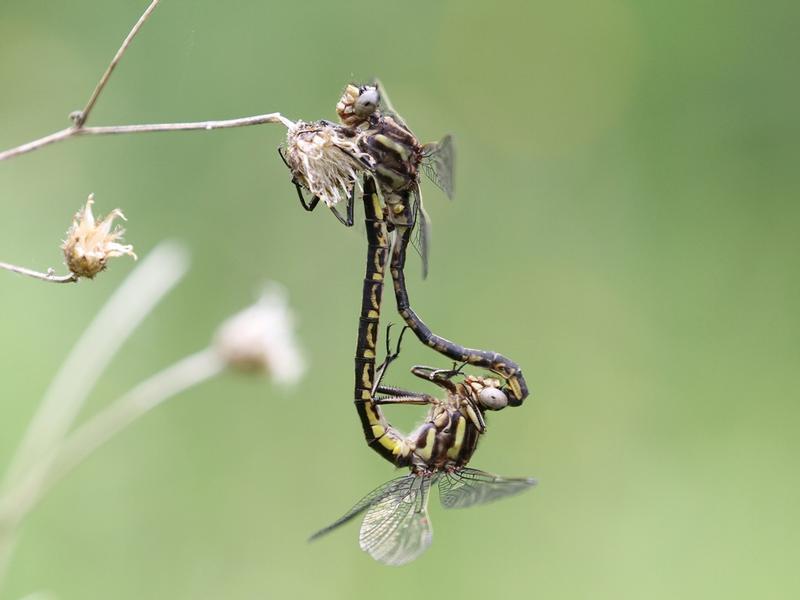 Photo of Dusky Clubtail