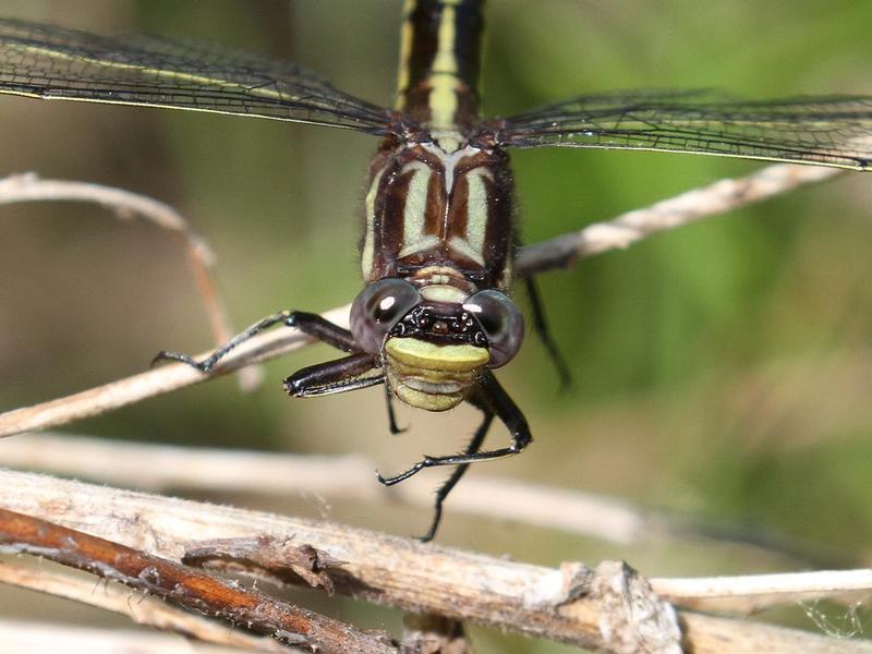 Photo of Ashy Clubtail