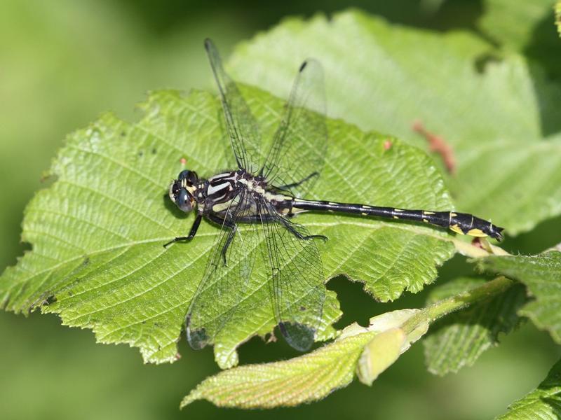 Photo of Rapids Clubtail