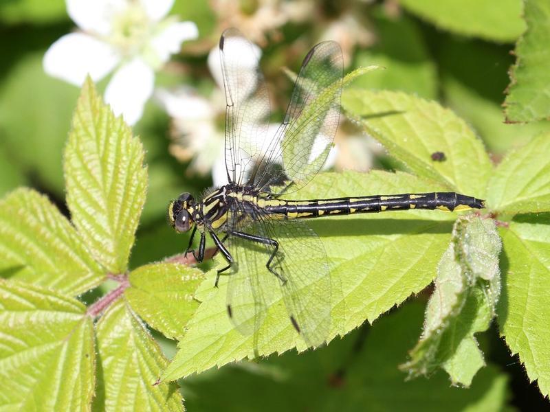 Photo of Rapids Clubtail