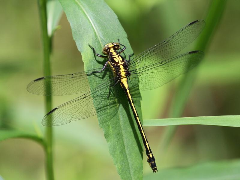 Photo of Riverine Clubtail