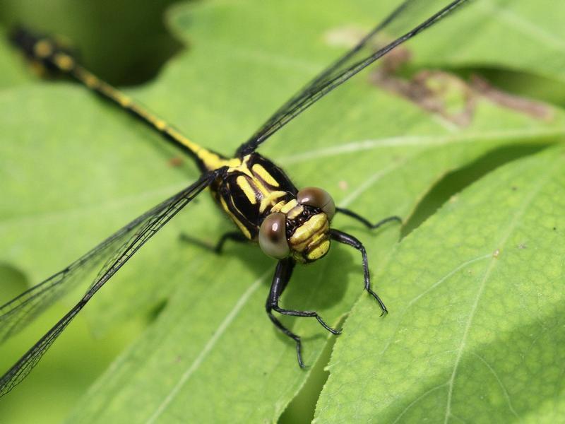 Photo of Riverine Clubtail