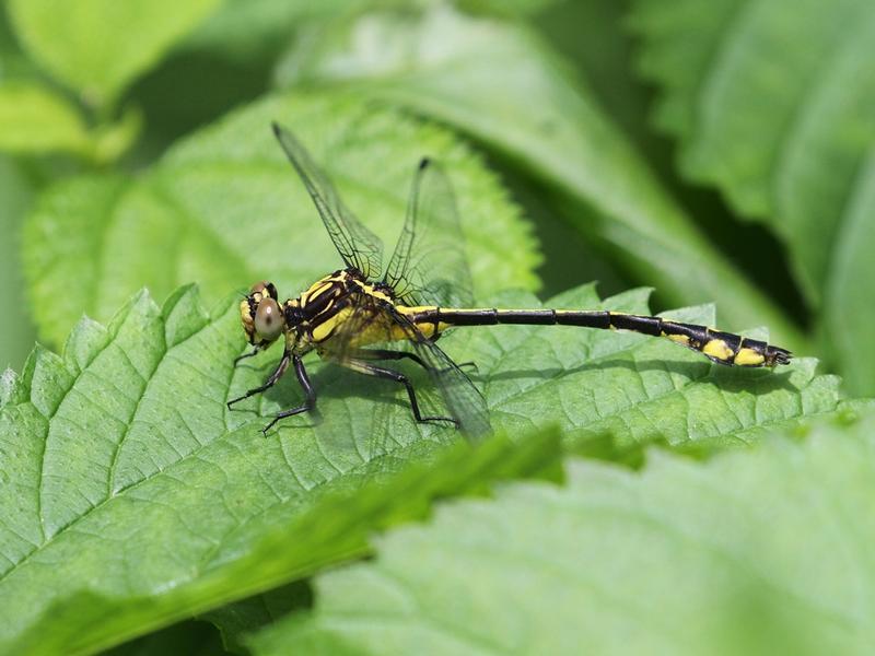 Photo of Riverine Clubtail